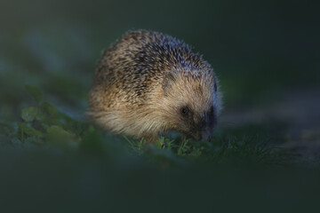 Hedgehog in the grass.