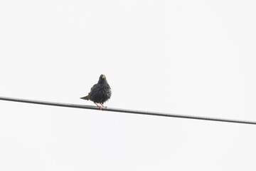 Starling on a wire.