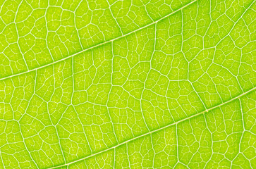 abstract texture of green leaves for background