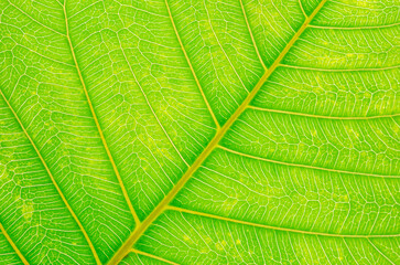 abstract texture of green leaves for background