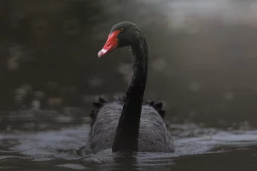 Selbstklebende Fototapeten Black swan on the water. © Nathalie