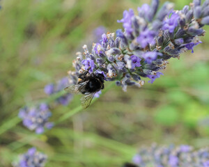 bee on lavender