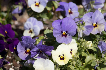 Colorful bed of Pansies 