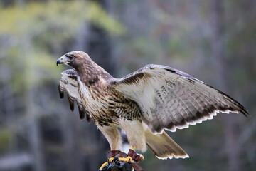 Red Tailed Hawk with wings spread