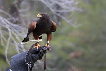 Coopers Hawk Perched Outdoors