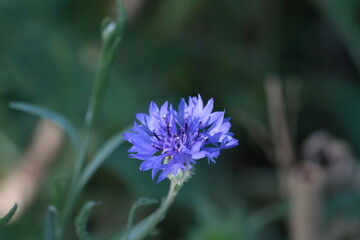 fleurs du jardin et leurs insectes