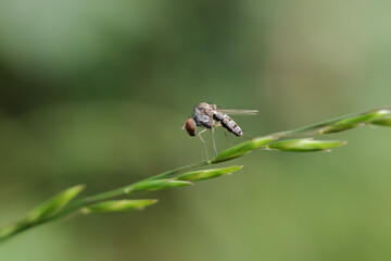 dragonfly on a green leaf