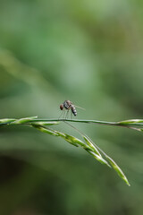 dragonfly on a leaf