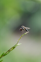 fly on a leaf