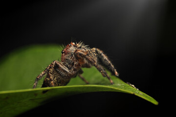 Close-up jumping spider. Macro shot. Portrait of a spider on a leaf.