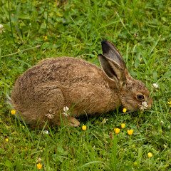 Young hare feeding in the grass