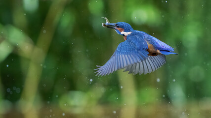 Eisvogel, kingfisher