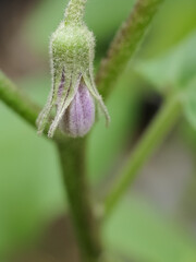 macro of a flower on a leaf