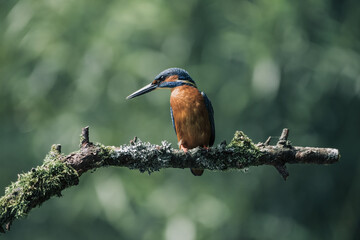 Eisvogel, kingfisher