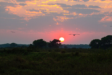 Beautiful sunset in northern Pantanal, world's largest wetlands. Wild brazil, brazilian wildlife and nature, amazing landscape, riverside, by the boat.