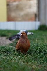 A lovely red pigeon stands on the grass and looks away. Close-up.