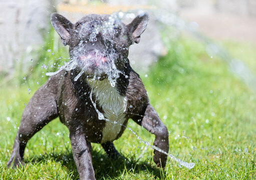 A small dog plays with water in a garden. The French bulldog is trying to catch water drops.