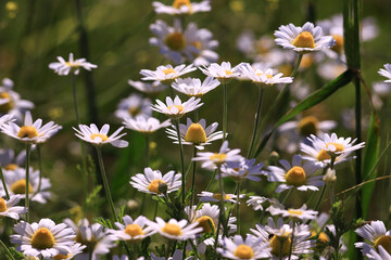Field daisies in a summer meadow..
