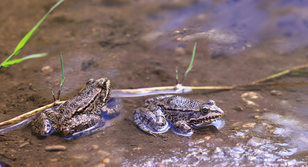 Frogs on the bank of a small river...