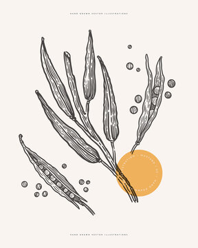 Mustard pods and seeds. Aromatic plant in vintage engraving style. Design element for culinary goods. Hand drawn botanical illustration on a light background.