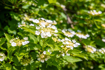 Blooming viburnum in the spring garden
