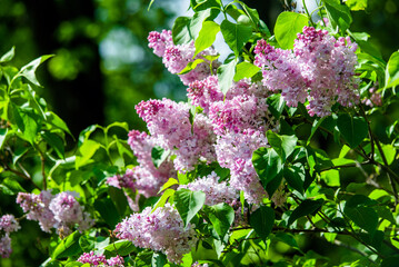 Pink lilac blooms in the Botanical garden
