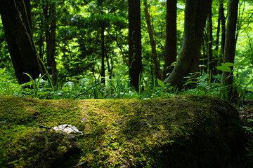 Fototapeta premium Moss and a fallen leaves on a stone in the forest 3
