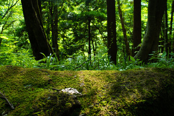 Moss and a fallen leaf bathed in light in the forest 3