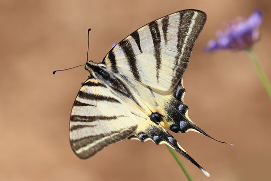 Scarce swallowtail (Iphiclides podalirius), large and distinctive butterfly from family Papilionidae