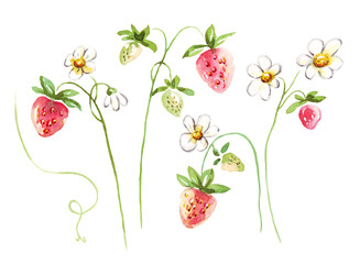 Watercolor strawberries set.  Hand-painted clipart. Isolated