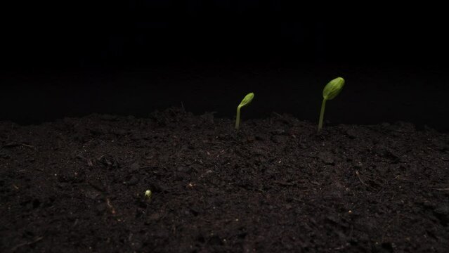 Plant growing timelapse, sprout germination close up macro