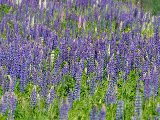 A large field of blooming purple white and pink lupins in Karelia, northwest Russia in summer