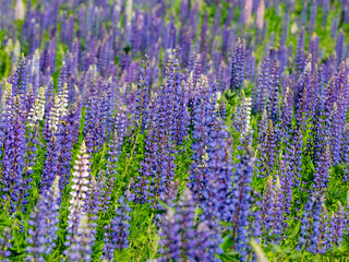 Obraz premium A large field of blooming purple white and pink lupins in Karelia, northwest Russia in summer