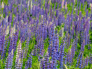 A large field of blooming purple white and pink lupins in Karelia, northwest Russia in summer