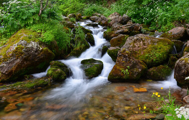Fototapeta premium Natural River 