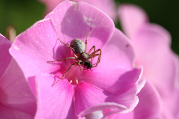 Eine Spinne hat sich eine Fliege gefangen und verspeist diese auf einer pinkfarbenen Blume....