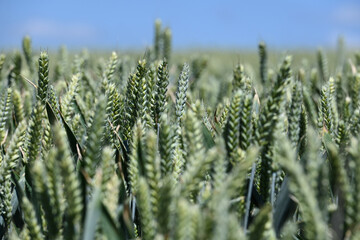 agriculture champs culture cereales escourgeons orge blé planète environnement