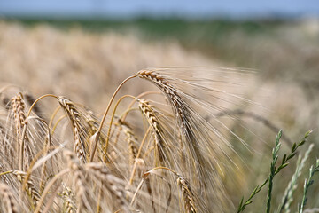 Fototapeta na wymiar agriculture champs culture cereales escourgeons orge blé planète environnement