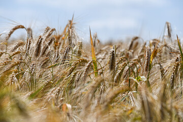 Fototapeta premium agriculture champs culture cereales escourgeons orge blé planète environnement