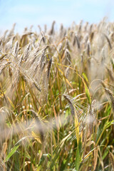 agriculture champs culture cereales escourgeons orge blé planète environnement