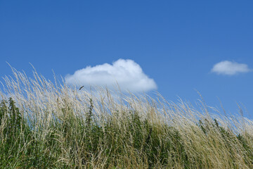 Fototapeta premium agriculture champs culture cereales escourgeons orge blé planète environnement ciel chaleur