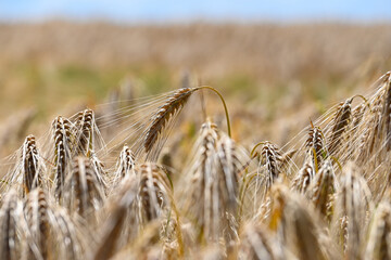 agriculture champs culture cereales escourgeons orge blé planète environnement