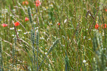 agriculture champs culture cereales escourgeons orge blé planète environnement