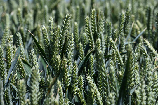 agriculture champs culture cereales escourgeons orge bl&eacute; plan&egrave;te environnement