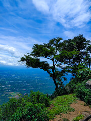 Lonely tree on the hill, above the misty valley in kerala.