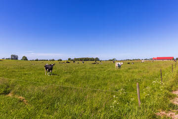 Cattle on green grass meadow in summer