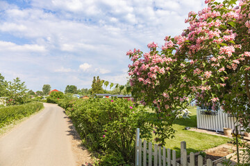 Fototapeta premium Road in a allotment garden with a flowering tree