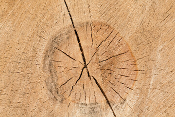 Fototapeta premium Spękana struktura pnia drzewa