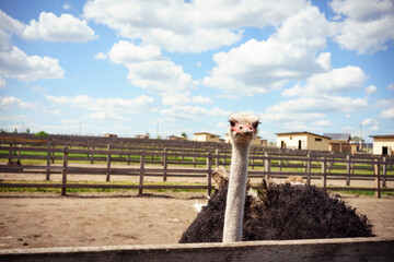 Portrait of straus emu over sky background, panoramic layout