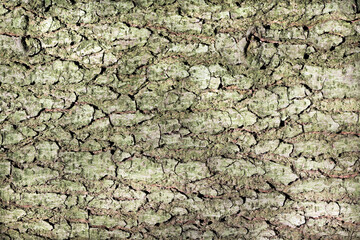 Obraz premium Spękana kora drzewa 